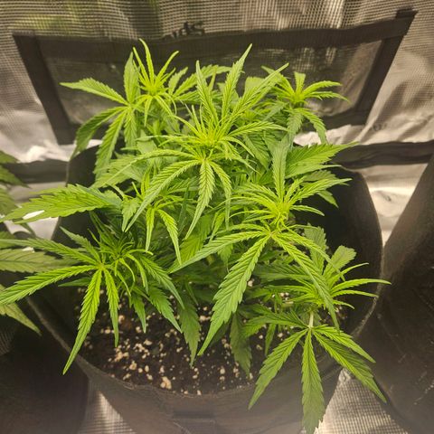 Blueberry 1 growlog timeline photo