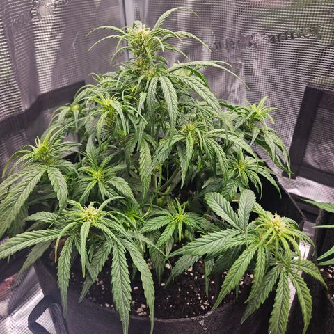 Green Crack 1 growlog timeline photo