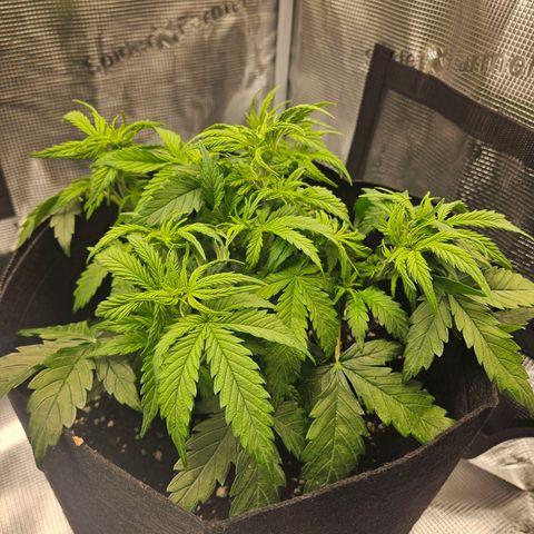 Green Crack 1 growlog timeline photo