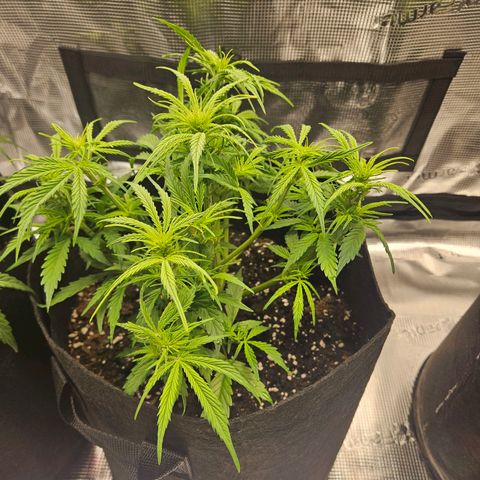 Blueberry 1 growlog timeline photo
