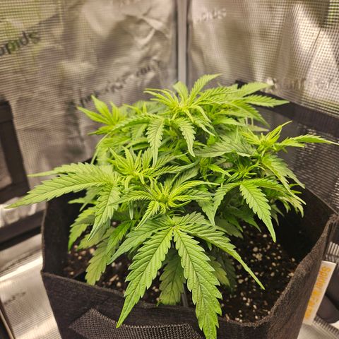 Green Crack 1 growlog timeline photo