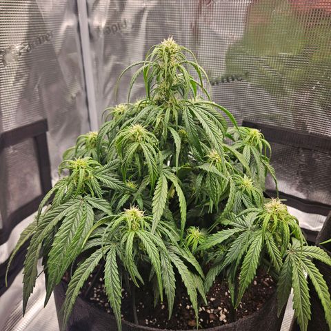 Green Crack 1 growlog timeline photo