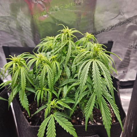 Blueberry 1 growlog timeline photo