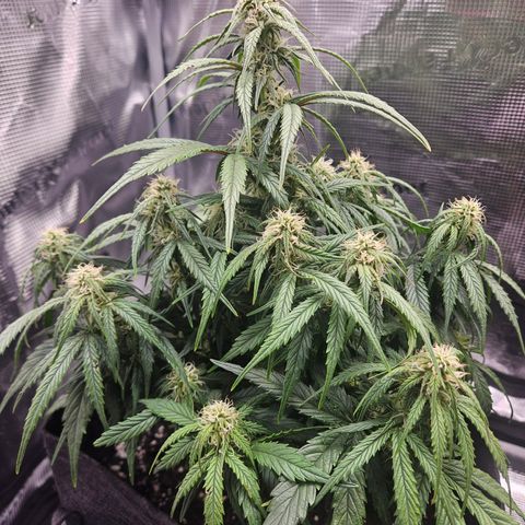 Green Crack 1 growlog timeline photo