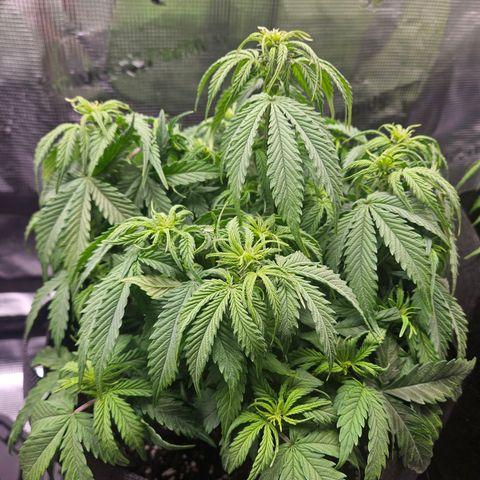 Green Crack 1 growlog timeline photo