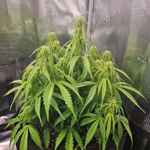 Blueberry 1 growlog timeline photo