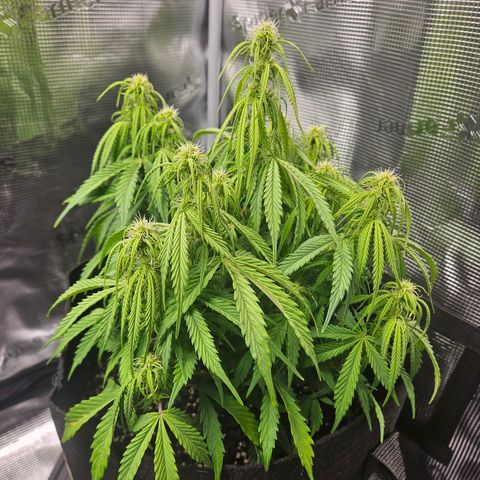 Blueberry 1 growlog timeline photo