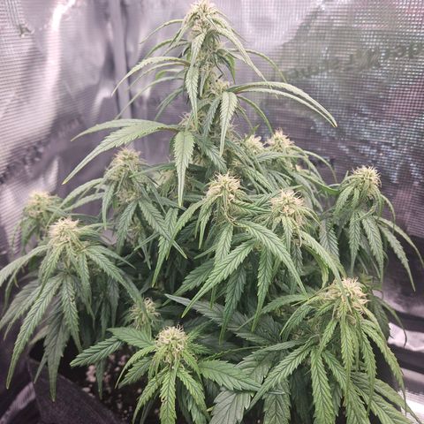 Green Crack 1 growlog timeline photo
