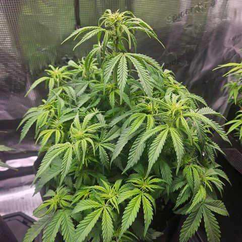 Green Crack 1 growlog photo: Stubby the stunted plant looks like it's going to be the largest in the tent.

GC1 is getting pretty stinky. Very fruity....Trimmed Stubby