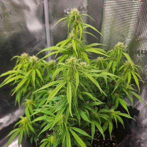 Blueberry 1 growlog photo: Before and after a trim
