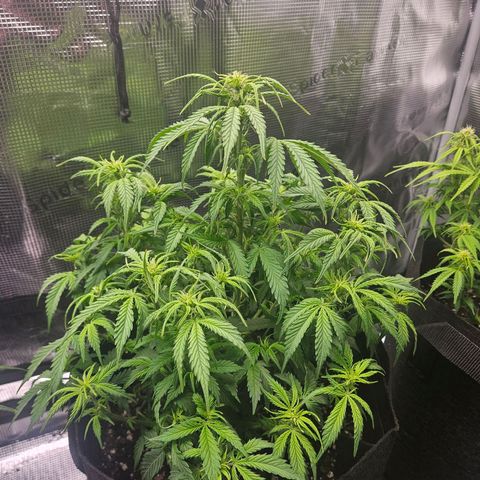 Green Crack 1 growlog photo: After trim