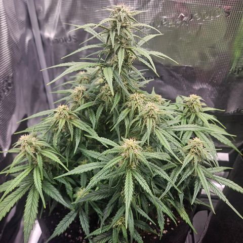 Green Crack 1 growlog timeline photo