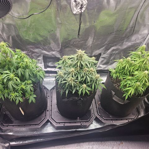 Green Crack 1 growlog photo: Plant on left was originally in the center and started drooping. Put plant furthest in flower to center to receive the most light 