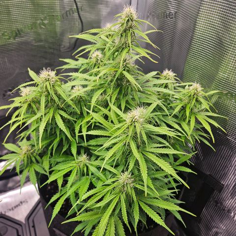 Blueberry 1 growlog timeline photo