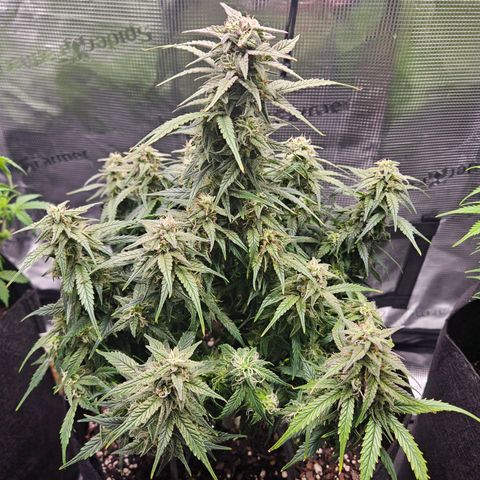 Green Crack 1 growlog photo: After Trim