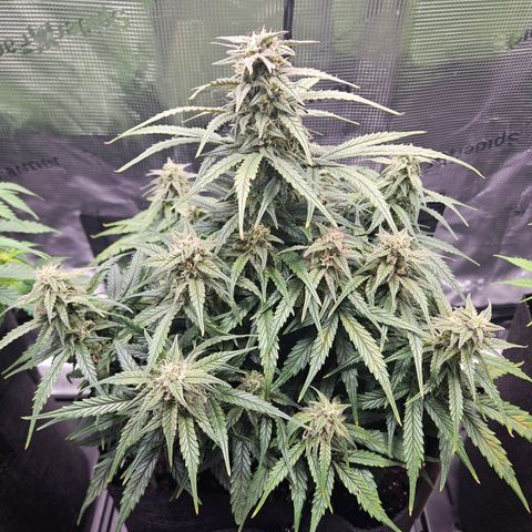 Green Crack 1 growlog photo: Before trim Gc1