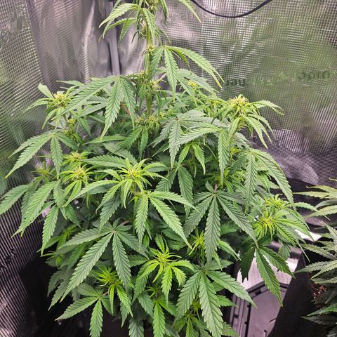 Green Crack 1 growlog photo: Before Trim. Stubby