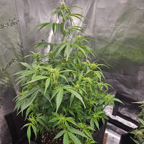 Green Crack 1 growlog photo: After trim