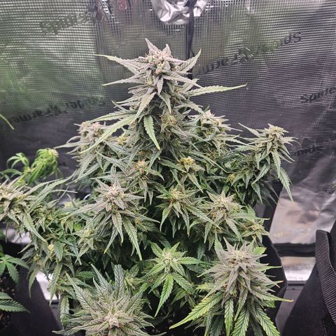 Green Crack 1 growlog photo: Stumpy really took over 