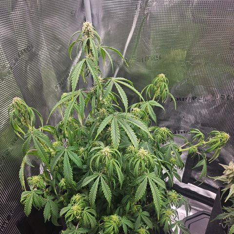 Green Crack 1 growlog photo: Stumpy really took over 