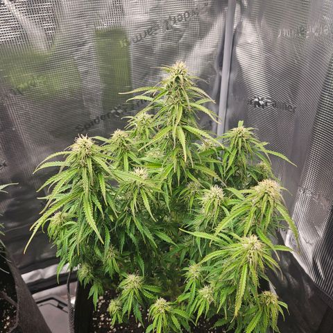 Blueberry 1 growlog timeline photo