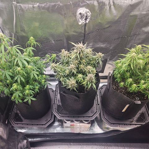Blueberry 1 growlog timeline photo