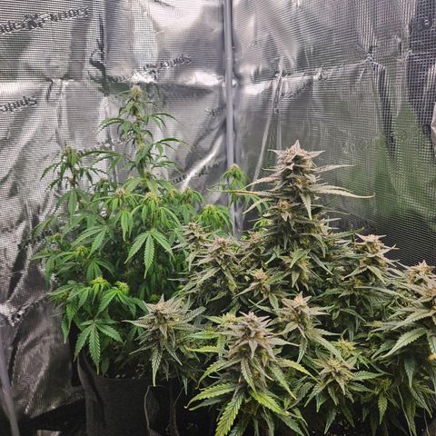 Green Crack 1 growlog timeline photo
