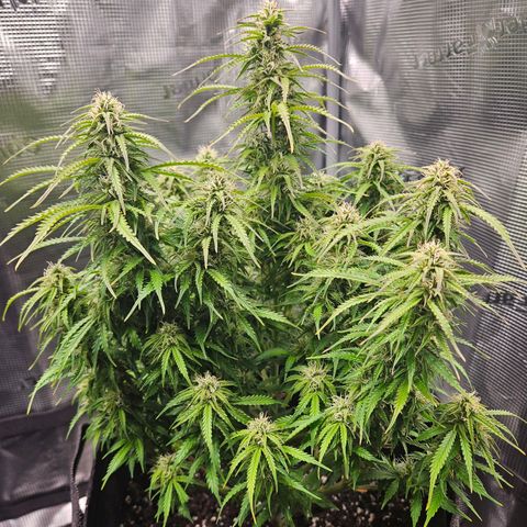 Blueberry 1 growlog timeline photo