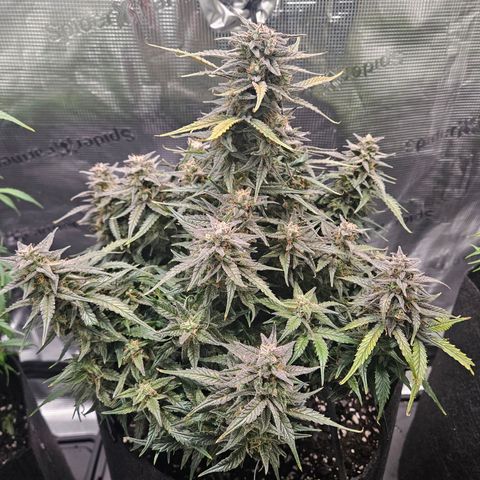 Green Crack 1 growlog timeline photo