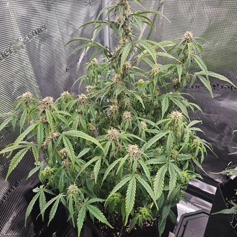 Green Crack 1 growlog timeline photo
