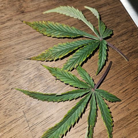 Green Crack 1 growlog timeline photo