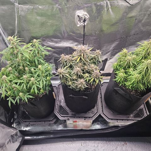Green Crack 1 growlog timeline photo