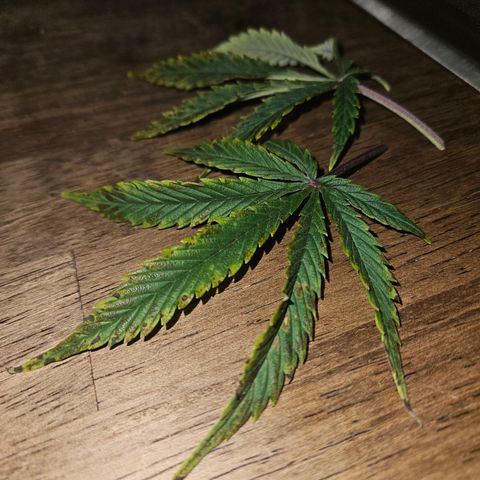 Green Crack 1 growlog timeline photo