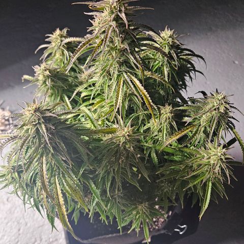 Blueberry 1 growlog timeline photo