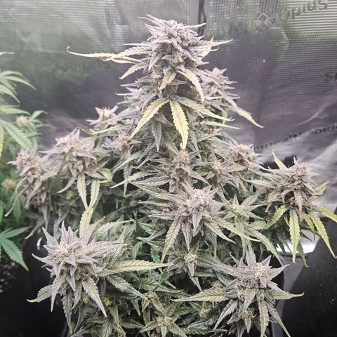Green Crack 1 growlog timeline photo