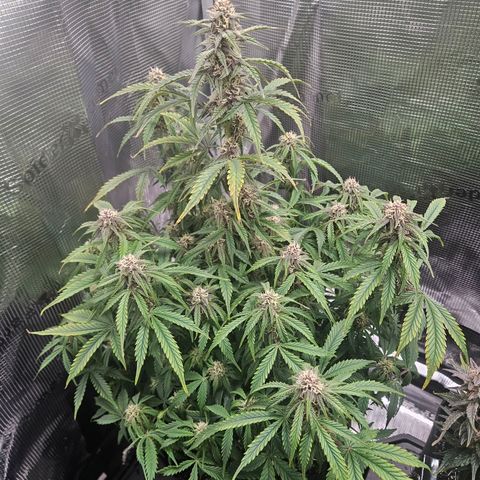 Green Crack 1 growlog timeline photo