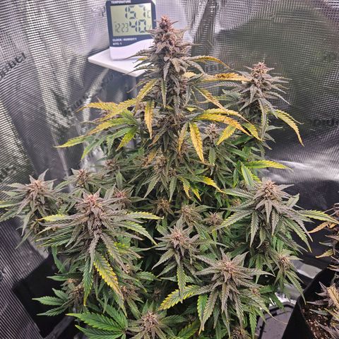 Green Crack 1 growlog timeline photo