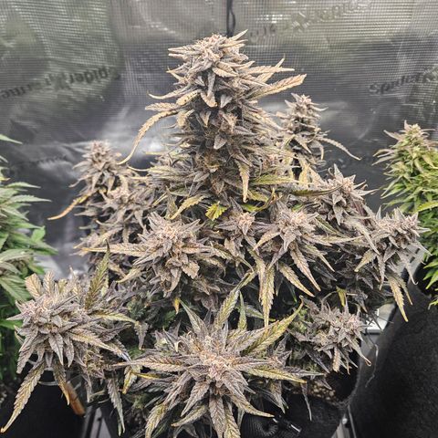 Green Crack 1 growlog timeline photo