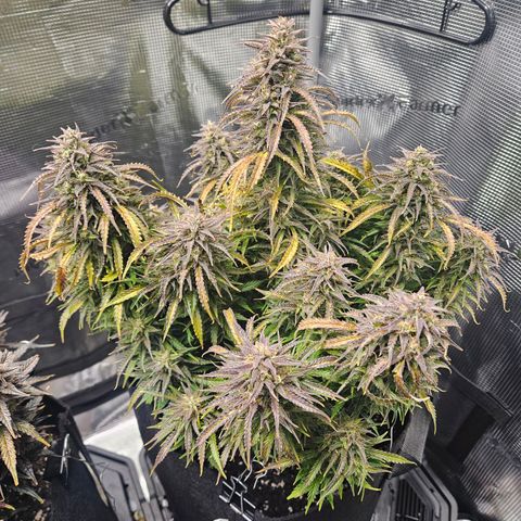 Blueberry 1 growlog timeline photo