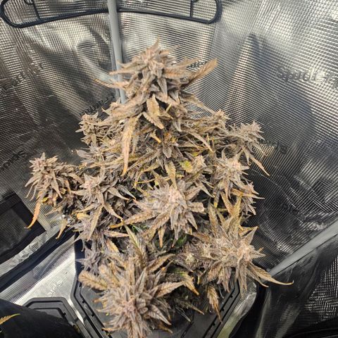 Green Crack 1 growlog timeline photo