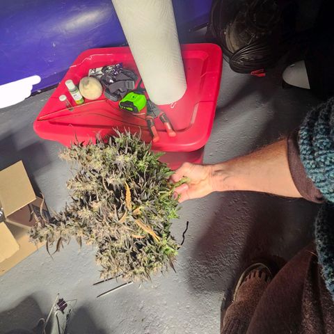 Green Crack 1 growlog timeline photo