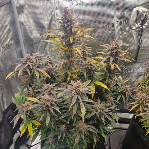 Green Crack 1 growlog photo: Ole Stumpy is looking like it will complete it's cycle. 