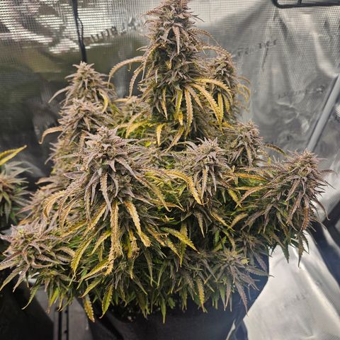 Blueberry 1 growlog photo: Getting close. Smells like fruit loops.
