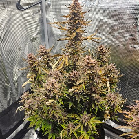 Green Crack 1 growlog timeline photo