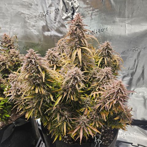 Blueberry 1 growlog timeline photo