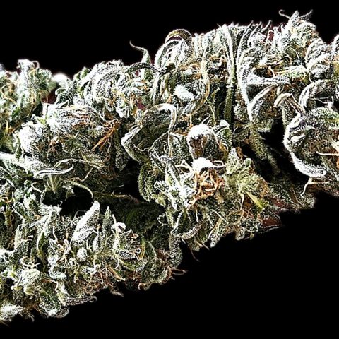 Blueberry 1 growlog timeline photo