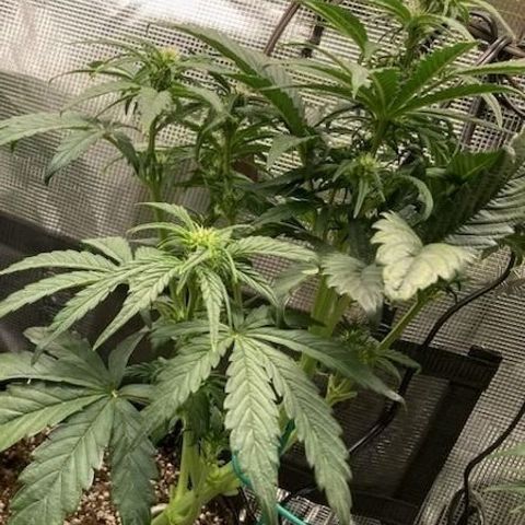 SWxROG growlog timeline photo
