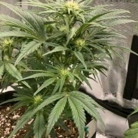 HH1 growlog timeline photo