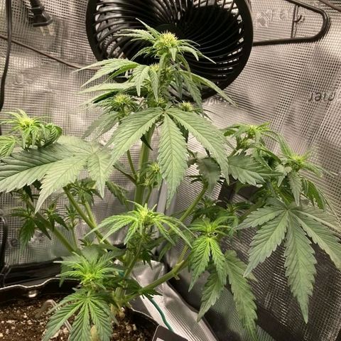 BP1 growlog timeline photo