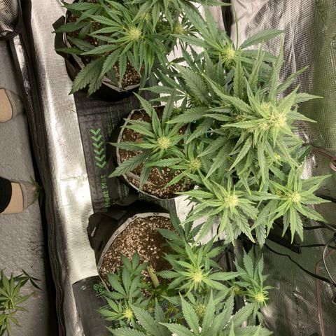 HH1 growlog photo: Left